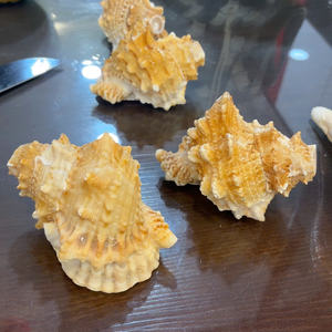 Conchas marinas decorativas naturales de conchas marinas de Vietnam para proyectos de artesanía de diseño de interiores y productos de recuerdo - Product Image 2