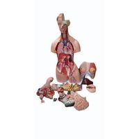 Modelo Anatómico de Torso Humano MAYALAB, Fibra de Vidrio de Grado Médico, PVC de Grado Médico, Diseño de Espalda Removible, 36 Pulgadas (85 cm), Ciencias Médicas