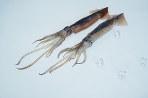 Mùa mới đông lạnh mực <span class=keywords><strong>illex</strong></span> toàn bộ mực tròn - Product Image 3