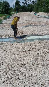 Os de seiche séché et nettoyé produit du Vietnam pour l'industrie des oiseaux de compagnie et de l'approvisionnement en art - Product Image 6