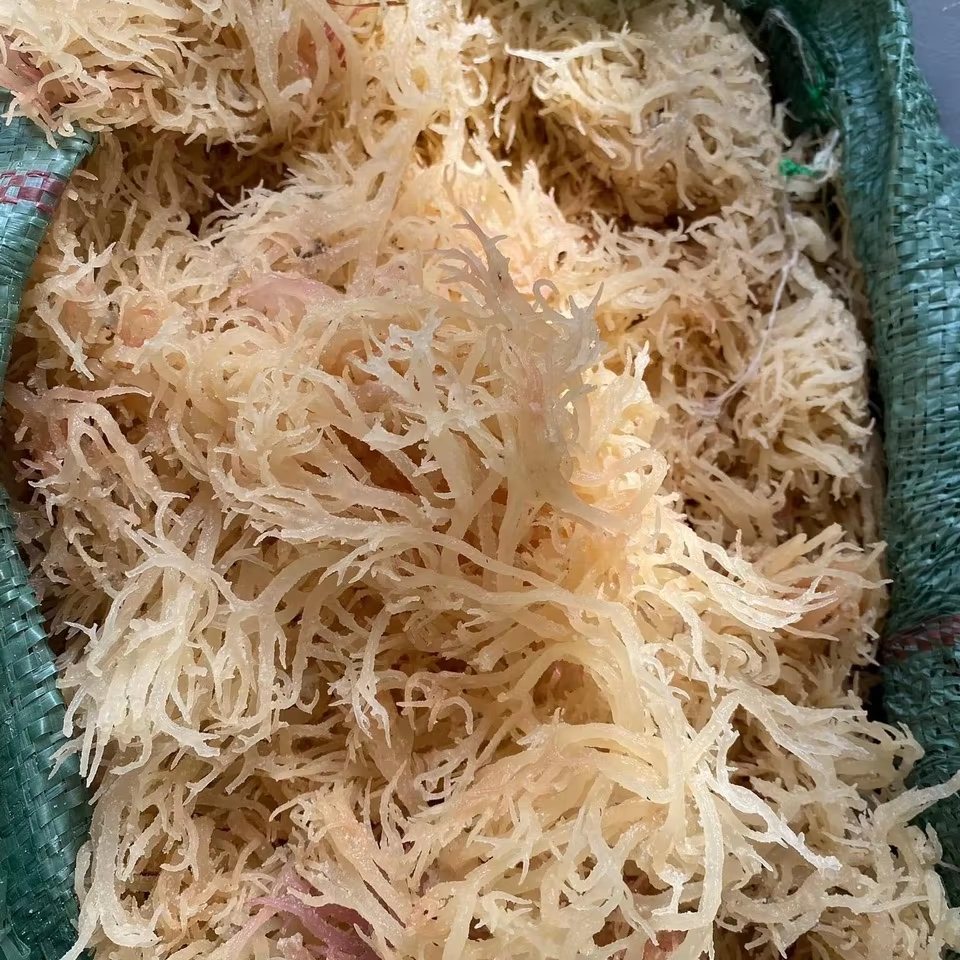 Dried Seaweed Packs Ready for Repackaging Export Ready Premium Grade and Best Price for Global Wholesale by 99 Gold Data