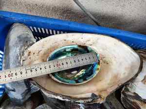 Wholesale Natural <b>Abalone</b> <b>Shell</b> Raw Material for Handicraft and Decoration Ideal for Home Restaurant and Jewelry Design - Product Image 4