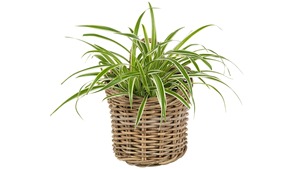 Panier mural en rotin naturel fait main Artex Green Earth, écologique, design moderne multifonction, fabriqué au Vietnam - Product Image 3