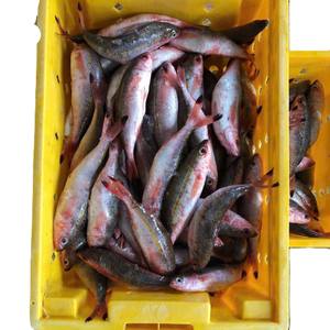 Poisson Fusilier Rouge Entier Congelé du Vietnam IQF Durée de Conservation des Fruits de Mer 24 Mois Vente en Gros Emballage Sous Vide Options en Gros Norme d'Exportation - Product Image 6