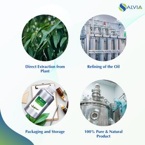 Venta mundial de aceite esencial de eucalipto puro y natural de excelente calidad de la India - Product Image 4