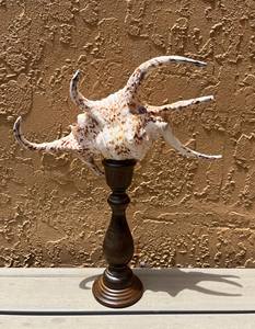 LÁMPARA DE CONCHA DE PUNTA DECORACIÓN INTERIOR CONCHA VINTAGE CONCHA GRANDE REGALO DE BODA CONCHA NATURAL AL POR MAYOR - Product Image 6