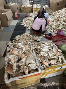 Coquilles de crabe séchées de haute qualité pour l'artisanat, coquilles entières nettoyées, teneur en sel <2%, séchées naturellement, 5kg/carton, prix de gros abordable - Product Image 2