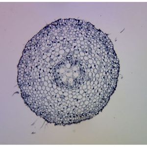 Portaobjetos de microscopio preparados: Punta de raíz de cebolla Allium T.S. - Product Image 1