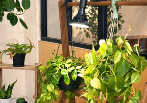 หลอดไฟ LED สำหรับปลูกพืชแบบเต็มสเปกตรัม20W 2000แสงแดด WAP - Product Image 6