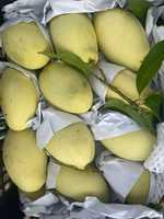 Kaew Verse Mango Goederen Voor Export Met Grote Hoeveelheden En Concurrerende Prijs Geschikt Voor Doorverkoop