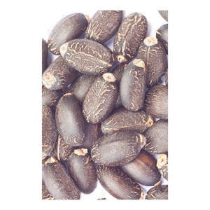 Semences de jatropha adaptées à la replantation et au développement de cultures énergétiques - Product Image 3
