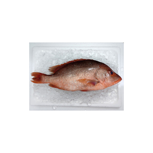Pescado de alabaca roja congelado de calidad de exportación, suministrado a granel con entrega confiable por cadena de frío. - Product Image 4