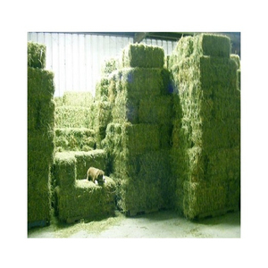 Foin de luzerne de qualité supérieure pour l'alimentation animale-haute teneur en protéines-qualité d'exportation - Product Image 3