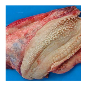 เนื้อวัวแช่แข็งเกรดพรีเมียม - ผู้จัดจำหน่ายเนื้อวัวแช่แข็งขายส่ง - Product Image 6