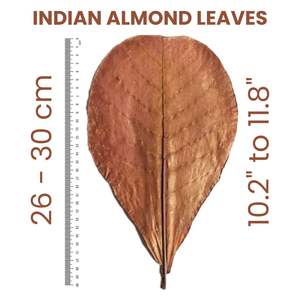 Prix de gros Indien Amande Catappa Feuilles Séchées 26 à 30 CM (10.2 à 11.8 ") Lot de 20 pour Poisson Aquarium pour Aquariums - Product Image 2