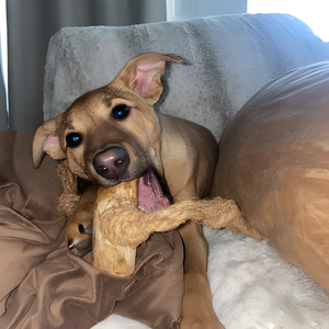 Juguete Masticable para Perros de Madera de Café y Cuerda de Coco con Texturas Naturales Estimulantes - Product Image 6