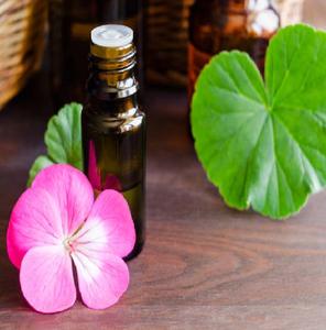 Vente en gros d'huile essentielle de géranium pur de haute qualité de l'Inde à des prix compétitifs - Product Image 3