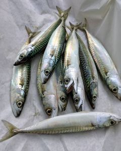 ปลาทูแอตแลนติกกับปลาแมคเคอเรลแจ็คปลาแช่แข็งโดยแอตแลนติก - Product Image 3