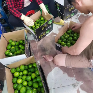 CAL SIN SEMILLAS FRESCAS DE VIETNAM ALTA CALIDAD - Product Image 6