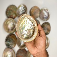 Coquillages d'Abalone Naturels de Grande Taille en Gros, Coquillages de Mer, Prix le Plus Bas, Coquille d'Abalone Blanche