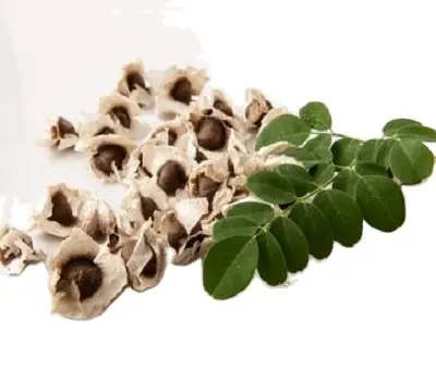 Moringa-Polvo de alta calidad, distribuidor de India