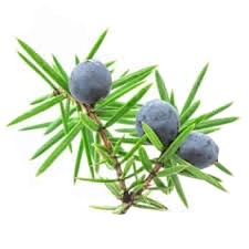 Emballage personnalisé disponible marque privée huile essentielle de cade pure pour les soins de beauté - Product Image 3