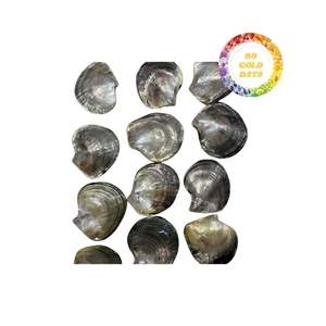 Vietnam Seashell Hot Deal Fourniture en vrac pour les fabricants et les grossistes avec une bonne qualité au meilleur prix - Product Image 3