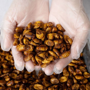 PUPAE DE SILERA SECA ALTA PROTEÍNA | CALIDAD ALIMENTARIA PARA CONSUMO HUMANO - Product Image 3