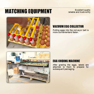 कम शोर डिजाइन के साथ अंडे सॉर्टिंग मशीन, स्वचालित अंडे उत्पादन लाइनों के लिए निरंतर संचालन - Product Image 5