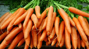 Zanahorias Frescas Naturales Directamente de la Granja, Zanahorias Dulces y Crujientes con Alto Contenido de Vitaminas para Cocinar, Hacer Jugos y una Alimentación Saludable, Exportación a Granel - Product Image 2