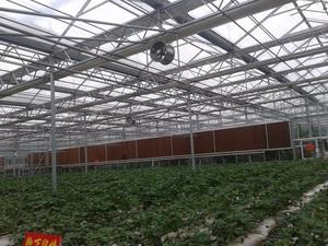 Invernadero Solar Fotovoltaico de Vidrio de Gran Altura y Múltiples Vetas para Agricultura y Cultivo de Vegetales - Product Image 5