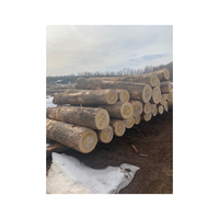 Fournisseur direct de bois de chêne de qualité supérieure en gros, bois de mangue, bois de chauffage de qualité A, origine Brésil, prix compétitif