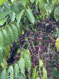 Sac en jute de grains de café Robusta torréfiés OEM ODM de qualité supérieure fabriqué au Vietnam vente en gros - Product Image 6