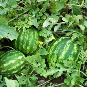 แตงโมครีมสดสำหรับการสั่งซื้อจำนวนมากแตงโมครีมสันสดที่ดีที่สุดเนื้อหวานฉ่ำและสด - Product Image 3