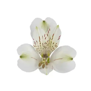 शादी के फूल प्रीमियम केन्यायन ताजा कट अल्स्ट्रोमेरिया सफेद और थोक ताजे कटे फूलों के लिए 62 सेमी लंबाई