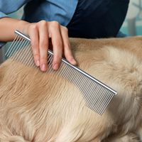 Ensemble de peignes de toilettage pour animaux de compagnie en acier inoxydable, pour poils longs et courts, bouclés, tailles pour chiens et chats de grande, moyenne et petite taille, style simple