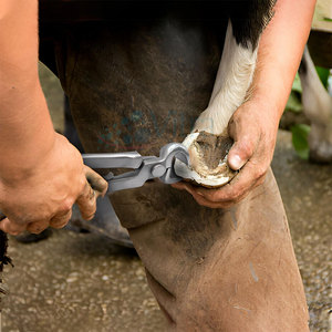 Juego de Herramientas Manuales para Herrador de Acero Inoxidable de Alta Calidad, Aprobado por la CE, Duradero, para Cortar Pezuñas, el Más Vendido - Product Image 3