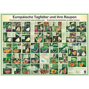 Póster de mariposas y orugas europeas DIN A1, juguete alemán para explorar la naturaleza - Product Image 1