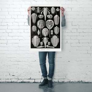 อี. Haeckel รูปแบบศิลปะแผ่นธรรมชาติ47-วัสดุตกแต่งผนังโปสเตอร์เต่า - Product Image 3