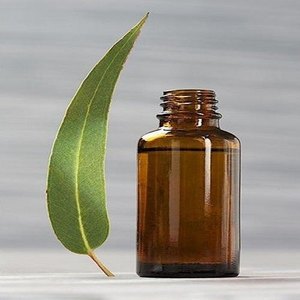 Aceite esencial de eucalipto radiata puro 100%, venta al por mayor, aceite esencial de eucalipto radiata a granel, aceite natural y de eucalipto radiata - Product Image 2