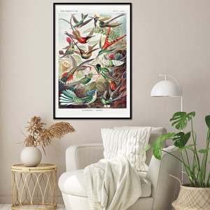 Póster de las formas artísticas de la naturaleza de Ernst Haeckel, placa 99 con diseño de colibríes para decoración de pared - Product Image 3
