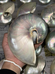 Nautilus naturel coquille polie pour artisanat utilisation décor de Table Aquarium affichage maison style plage thème décoration - Product Image 3