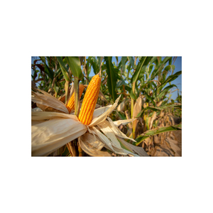 ข้าวโพดสีเหลืองที่ไม่ใช่จีเอ็มโอข้าวโพดสีเหลืองข้าวโพดสีเหลืองขายส่งสำหรับการบริโภคของมนุษย์ - Product Image 5