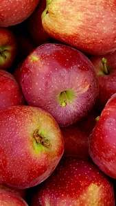 แอปเปิ้ลสีแดงฟูจิออแกนิคสดพร้อมรสชาติทาร์ตหวานเกรด6เดือนเก็บรักษาความเย็นพร้อมทาน - Product Image 5