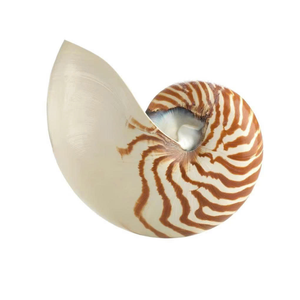 Carcasa decorativa Nautilus para proyectos de arte y exhibición de conchas personalizadas del proveedor de datos de oro 99 de Vietnam - Product Image 4
