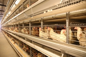 Galvanized Steel Automatic Feeding <b>Cage</b> H Type Perfect Quality With for Broiler Poultry - Product Image 4