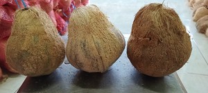 Noix de coco mature semi-décortiquée à l'exportation directe avec eau douce et rafraîchissante, bonne pour la cuisson, le mélange et la transformation des boissons - Product Image 5