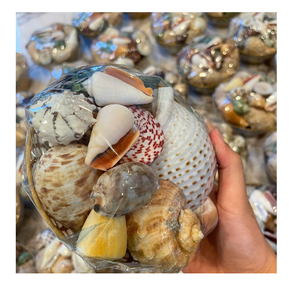 Bol de Concha con Apariencia de Bolsa de Concha, Producido en Vietnam, para una Decoración del Hogar Atractiva y con Fines de Exhibición Elegantes - Product Image 5