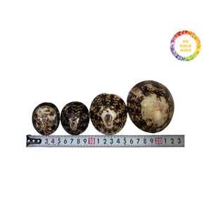 Conchas Marinas de Vietnam, Concha de Limpet, Decoración de Pared, Suministro para Exportación - Product Image 6