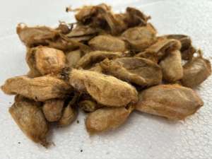 Cocons de soie de mûrier biologique, soie naturelle de qualité, matière première, fabrication artisanale durable, fil recyclé de luxe, filature en vrac - Product Image 2